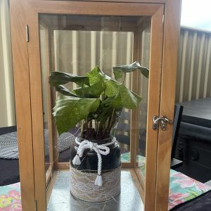 Terrariums